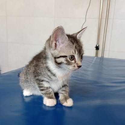 Kilkutygodniowy kociak pręgowany stojący na macie zabiegowej
